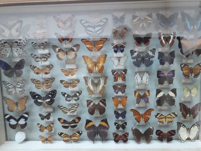 Коллекция бабочек Бутлерова